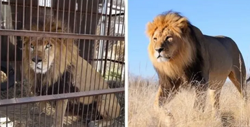 动物园狮子 vs 野生狮子